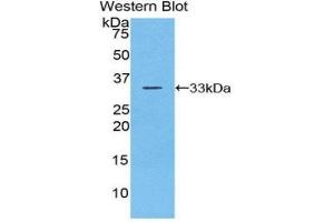 Western Blotting (WB) image for anti-Checkpoint Kinase 1 (CHEK1) (AA 194-446) antibody (ABIN3202371) (CHEK1 antibody  (AA 194-446))