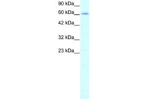 WB Suggested Anti-IVNS1ABP Antibody Titration:  2. (IVNS1ABP antibody  (N-Term))