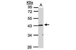 WB Image Sample(30 ug whole cell lysate) A:HeLa S3, 10% SDS PAGE antibody diluted at 1:1000 (RELT antibody  (Center))