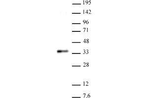RYBP antibody (pAb) tested by Western blot. (RYBP antibody  (C-Term))