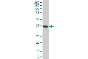 SPP1 monoclonal antibody (M05), clone 1F5 Western Blot analysis of SPP1 expression in Hela S3 NE . (Osteopontin antibody  (AA 1-300))