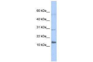 FAM14A antibody used at 1 ug/ml to detect target protein.