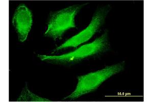 Immunofluorescence (IF) image for anti-Protein Kinase C and Casein Kinase Substrate in Neurons 2 (PACSIN2) (AA 368-428) antibody (ABIN524677)