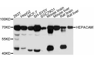 Western blot analysis of extracts of various cell lines, using HEPACAM antibody (ABIN4903884) at 1:3000 dilution.