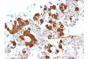 Formalin-fixed, paraffin-embedded human Pituitary stained with ACTH Mouse Monoclonal Antibody (CLIP/1407). (POMC antibody  (AA 25-39))