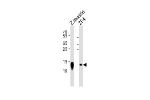 Western blot analysis of lysates from zebra fish muscle tissue lysate and ZF4 cell line (from left to right), using (DANRE) ba2 Antibody (Center) Azb18700c. (Bone Area 2 antibody  (AA 71-104))
