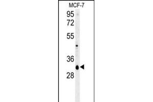 VTI1B Antibody (Center) (ABIN657873 and ABIN2846829) western blot analysis in MCF-7 cell line lysates (35 μg/lane).