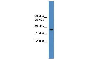 WB Suggested Anti-BSND Antibody Titration: 0. (BSND antibody  (Middle Region))