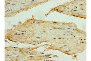 Immunohistochemistry of paraffin-embedded human skeletal muscle tissue using ABIN7171728 at dilution of 1:100 (TRF1 antibody  (AA 260-439))