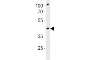 Pou3f3a antibody western blot analysis in zebrafish brain tissue lysate (POU3F3 antibody  (AA 381-407))
