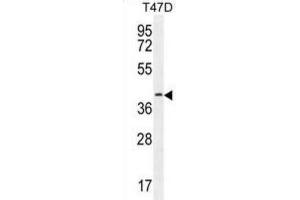 Western Blotting (WB) image for anti-Fibulin 7 (FBLN7) antibody (ABIN2996070) (FBLN7 antibody)