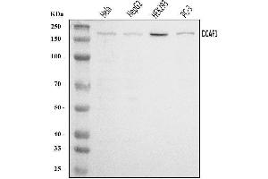 Western blot analysis of VPRBP/DCAF1 using anti-VPRBP/DCAF1 antibody (ABIN7602005). (DDB1 and CUL4-Associated Factor 1 (DCAF1) (AA 540-861) antibody)