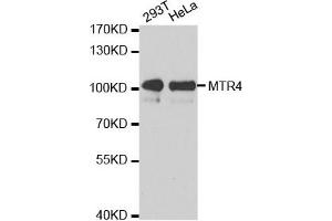 Western Blotting (WB) image for anti-Superkiller Viralicidic Activity 2-Like 2 (SKIV2L2) antibody (ABIN1876780)