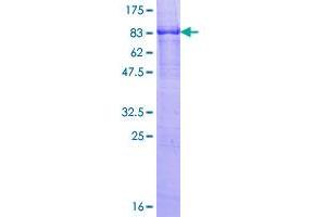 Reticulon 2 Protein (RTN2) (AA 1-472) (GST tag)