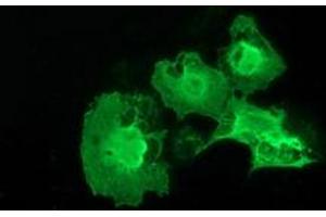 Anti-ERCC1 mouse monoclonal antibody (ABIN2453004) immunofluorescent staining of COS7 cells transiently transfected by pCMV6-ENTRY ERCC1 (RC200478). (ERCC1 antibody)