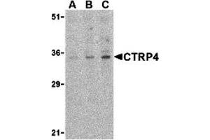 Western Blotting (WB) image for anti-Complement C1q Tumor Necrosis Factor-Related Protein 4 (C1QTNF4) (C-Term) antibody (ABIN1030347) (C1QTNF4 antibody  (C-Term))