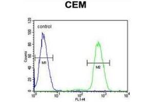 Flow cytometric analysis of CEM cells (right histogram) compared to a negative control cell (left histogram) using NFKBIL1  Antibody , followed by FITC-conjugated goat-anti-rabbit secondary antibodies.