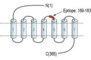 anti-G Protein-Coupled Receptor 68 (GPR68) (2nd Extracellular Loop), (AA 169-183) antibody (APC)
