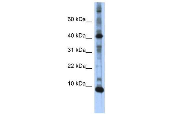 LSM6 antibody