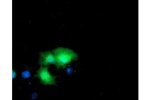 Anti-DTYMK mouse monoclonal antibody (ABIN2455029) immunofluorescent staining of COS7 cells transiently transfected by pCMV6-ENTRY DTYMK (RC201228). (DTYMK antibody)
