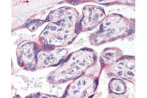 Anti-ADORA2A antibody IHC of human placenta. (Adenosine A2a Receptor antibody  (AA 373-391))