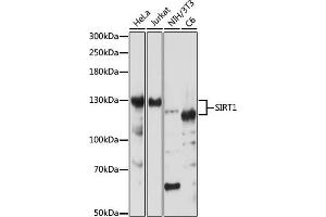 Western blot analysis of extracts of various cell lines, using SIRT1 antibody (ABIN7270322) at 1:1000 dilution.
