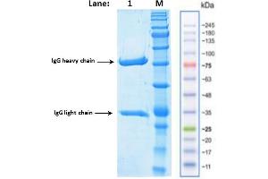 anti-Rhodamine antibody