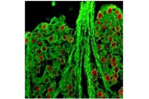 Immunofluorescence (IF) image for anti-RNA Binding Protein, Fox-1 Homolog 3 (RBFOX3) antibody (ABIN953655) (NeuN antibody)