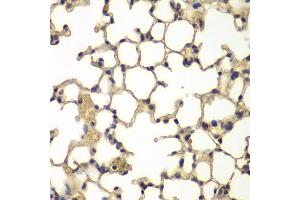 Immunohistochemistry of paraffin-embedded mouse lung using IFRD1 antibody (ABIN4904013) at dilution of 1:100 (40x lens). (IFRD1 antibody)