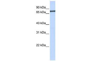 Transportin 2 antibody used at 1 ug/ml to detect target protein. (TNPO2 antibody)