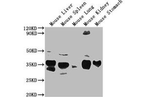 Western Blot Positive WB detected in: Mouse Liver tissue, Mouse Spleen tissue, Mouse Lung tissue, Mouse Kidney tissue, Mouse Stomach tissue All lanes: Fgf15 antibody at 1:2000 Secondary Goat polyclonal to rabbit IgG at 1/50000 dilution Predicted band size: 26 kDa Observed band size: 26 kDa (FGF15 antibody  (AA 26-218))