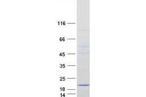 Validation with Western Blot (MRPS16 Protein (Myc-DYKDDDDK Tag))
