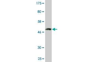 Western Blot detection against Immunogen (51. (FAM3B antibody  (AA 1-235))