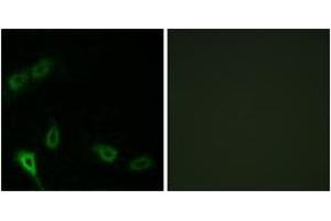 Immunofluorescence analysis of A549 cells, using MARK2 Antibody. (MARK2 antibody  (AA 10-59))