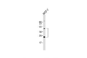 Western Blot at 1:2000 dilution + MCF-7 whole cell lysate Lysates/proteins at 20 ug per lane. (HABP2 antibody  (C-Term))