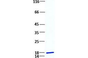 Validation with Western Blot (FGF2 Protein)
