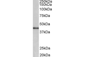 Western Blotting (WB) image for anti-Cyclin D-Type Binding-Protein 1 (CCNDBP1) (AA 322-333) antibody (ABIN1100483) (CCNDBP1 antibody  (AA 322-333))