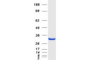 Western Blotting (WB) image for Nitrilase Family, Member 2 (NIT2) protein (Myc-DYKDDDDK Tag) (ABIN2727340)