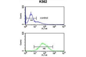 ANKH Antibody (C-term) flow cytometric analysis of K562 cells (bottom histogram) compared to a negative control cell (top histogram). (ANKH antibody  (C-Term))