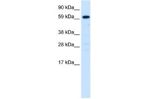 WB Suggested Anti-HNF4A Antibody Titration: 0. (HNF4A antibody  (N-Term))