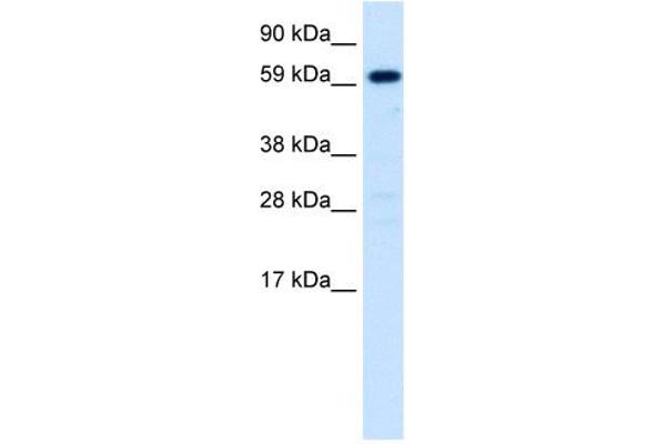 HNF4A anticorps  (N-Term)