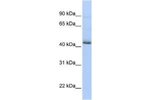 Western Blotting (WB) image for anti-serum Response Factor Binding Protein 1 (SRFBP1) antibody (ABIN2459446)