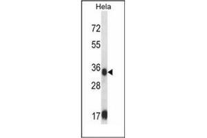 Western blot analysis of SORD Antibody (Center) in Hela cell line lysates (35ug/lane).