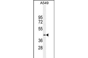 C Antibody (Center) (ABIN654949 and ABIN2844590) western blot analysis in A549 cell line lysates (35 μg/lane).