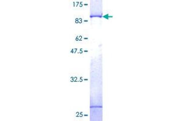 PSMD3 Protein (AA 1-534) (GST tag)