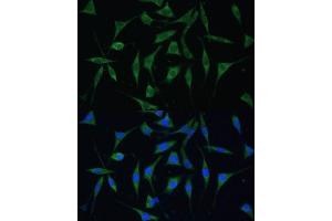 Immunofluorescence analysis of L929 cells using P Polyclonal Antibody (ABIN6133270, ABIN6145194, ABIN6145195 and ABIN6216692) at dilution of 1:100 (40x lens). (KIAA1274 antibody  (AA 1-300))