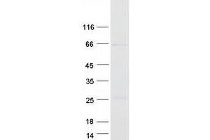 Validation with Western Blot (METTL14 Protein (Myc-DYKDDDDK Tag))