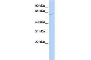 WB Suggested Anti-MAPK15 Antibody Titration: 0. (MAPK15 antibody  (Middle Region))
