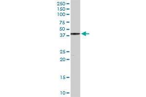 YY1 MaxPab rabbit polyclonal antibody. (YY1 antibody  (AA 1-414))