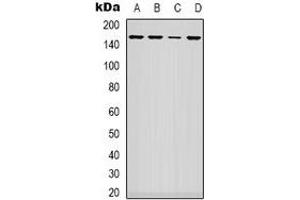 Western blot analysis of ARHGAP23 expression in A549 (A), NIH3T3 (B), HEK293T (C), mouse heart (D) whole cell lysates.